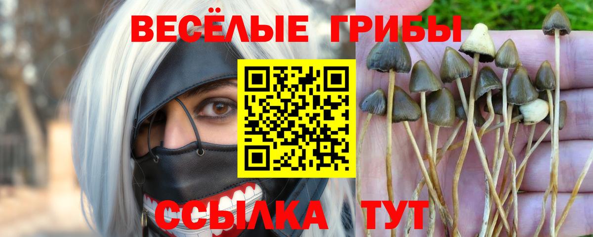 Псилоцибиновые грибы ЛСД  Вход с VPN  Лениногорск  Псилоцибиновые грибы прущие грибы 